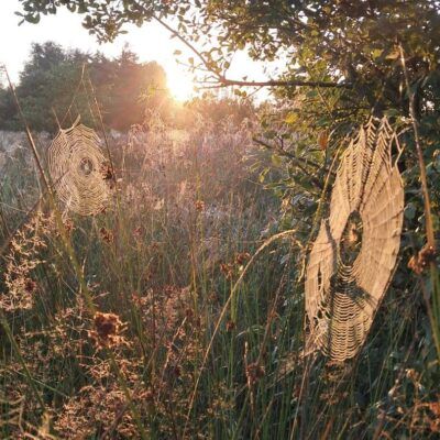 Smuk morgen ved Vorgod Å