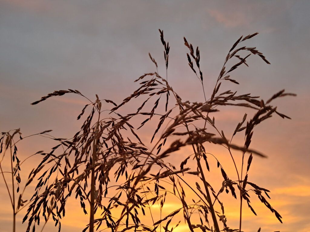 Morgenstund